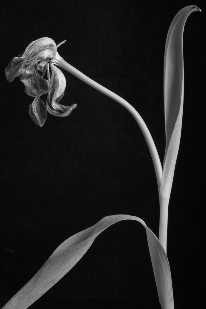 Tulipa Solo 2 by Ian Hoskin