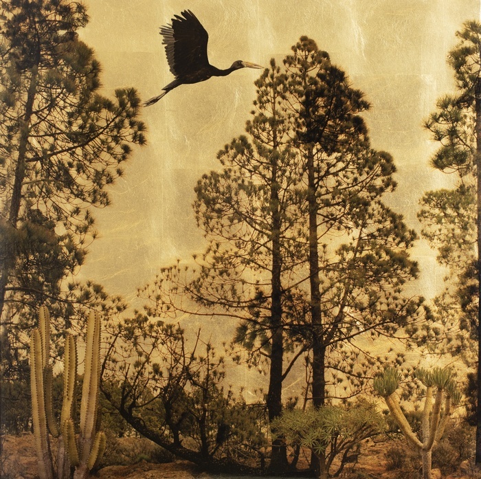 Somnium von Robert Pereira Hind