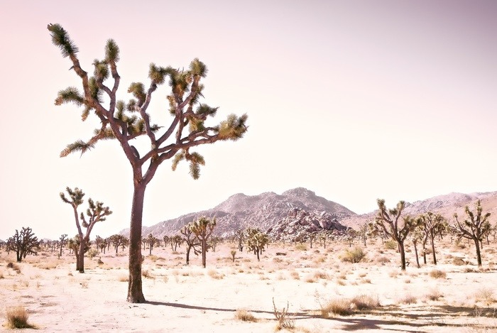 CALIFORNIA DESERT - ROSE by Kristin Hart