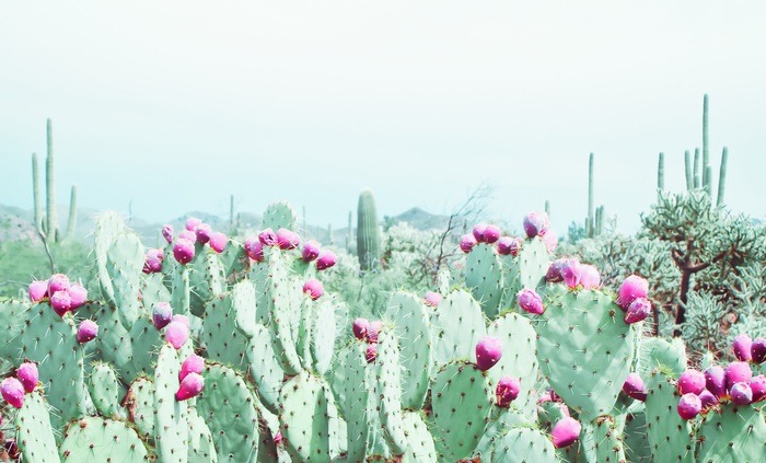 MORNING FOG, CACTUS GARDEN by Kristin Hart
