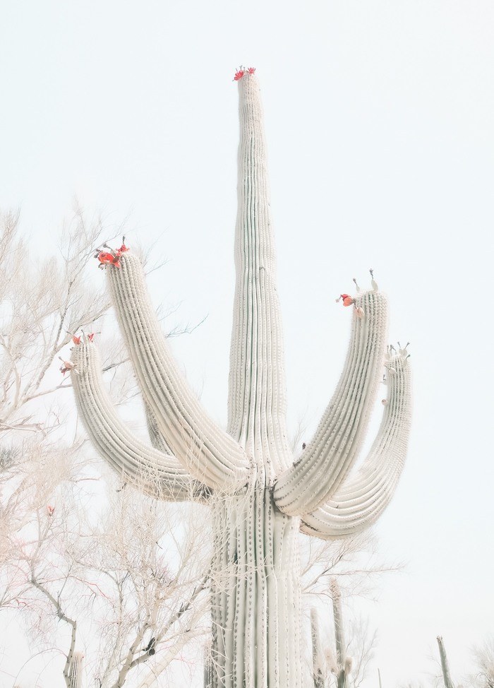 DESERT BLOOMS - SOFT WHITE by Kristin Hart