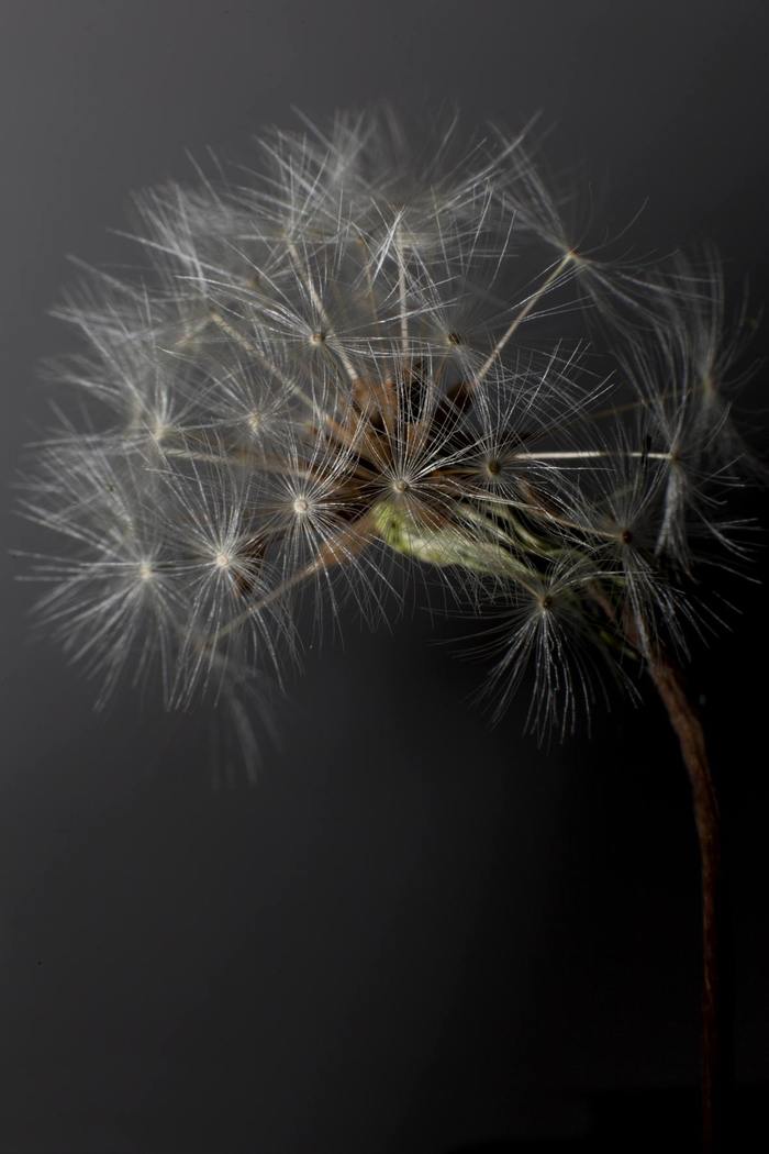 Dandelion Pappus. by Ian Hoskin