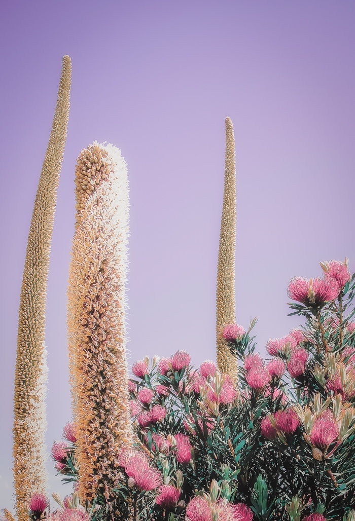 GARDEN BLOOMS - AMETHYST par Kristin Hart