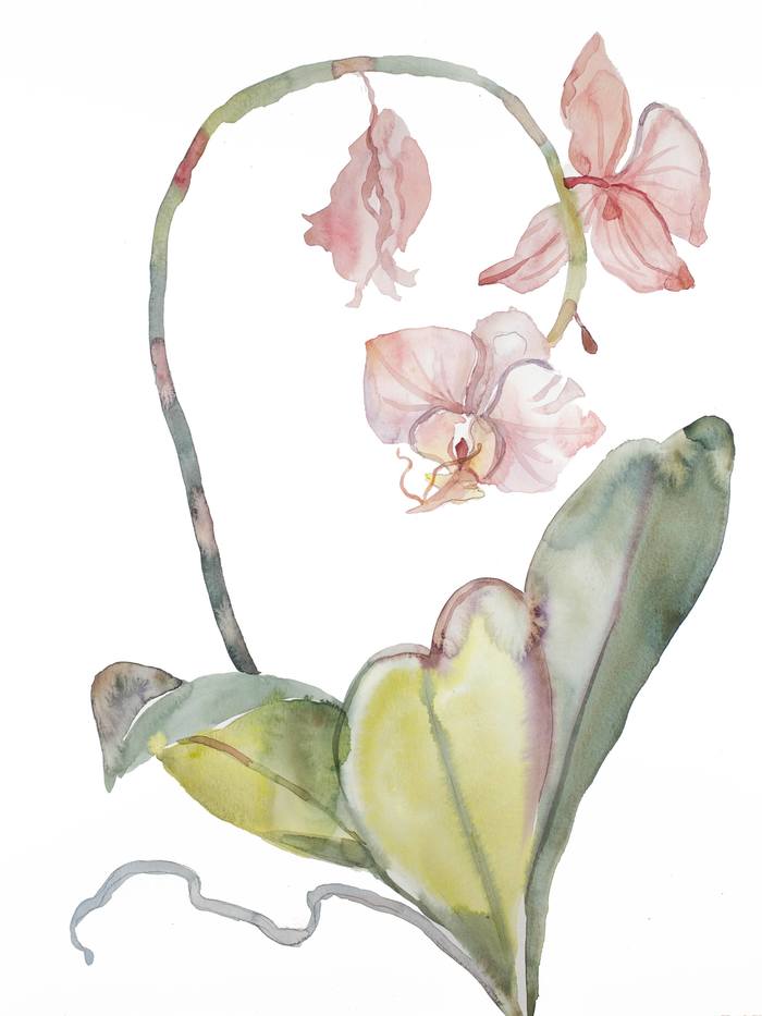 Orchid No. 8 by Elizabeth Becker