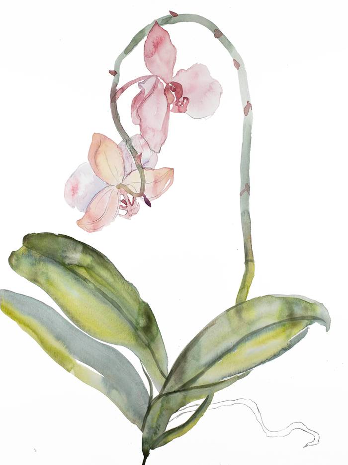 Orchid No. 9 par Elizabeth Becker