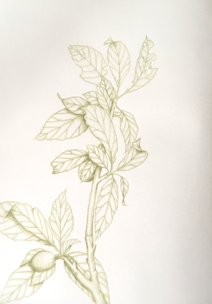 Plum Leaves Study II by Sarah Goldbart