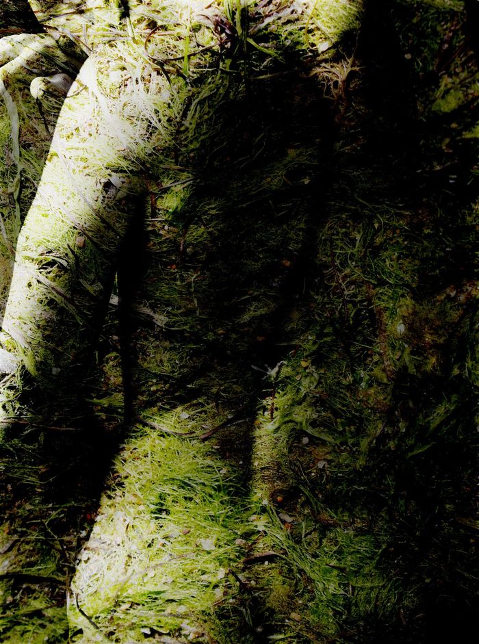 Resurrection by Thalie B. Vernet