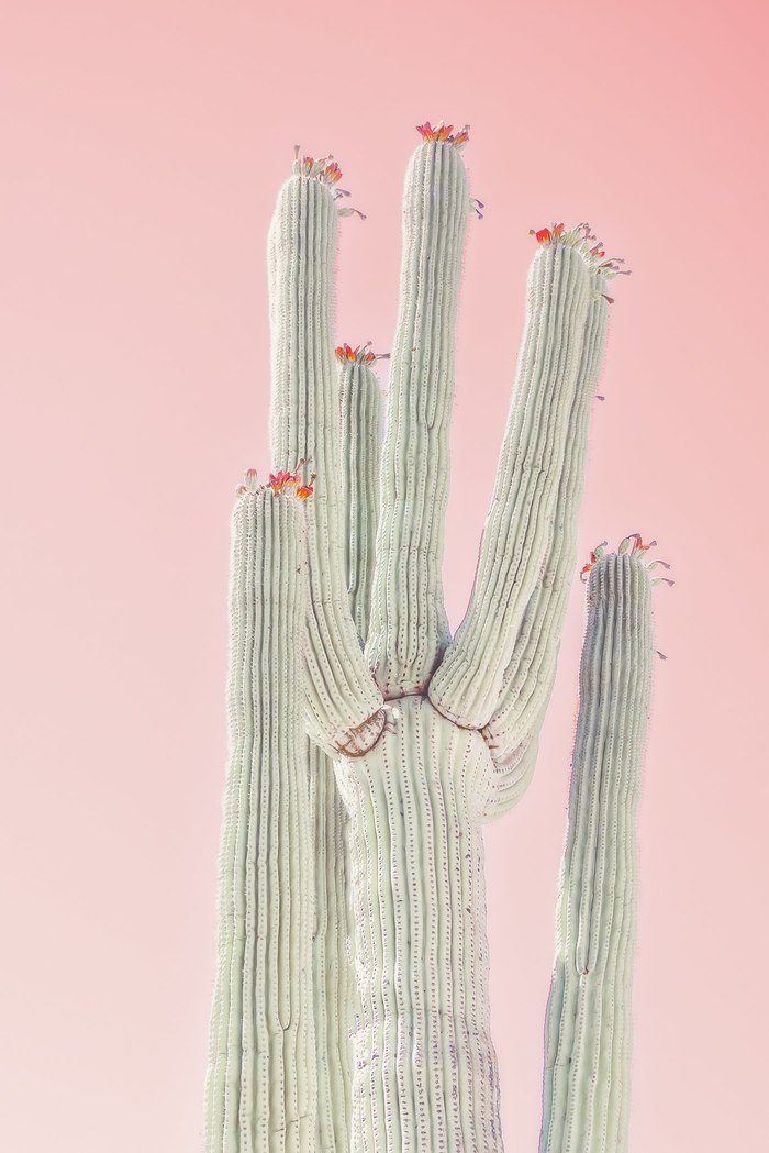 Cactus Flowers, Peachy by Kristin Hart