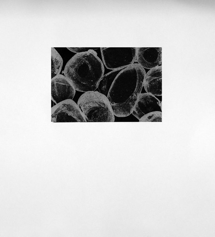 Lcd helio gravure X par Juliana Borinski