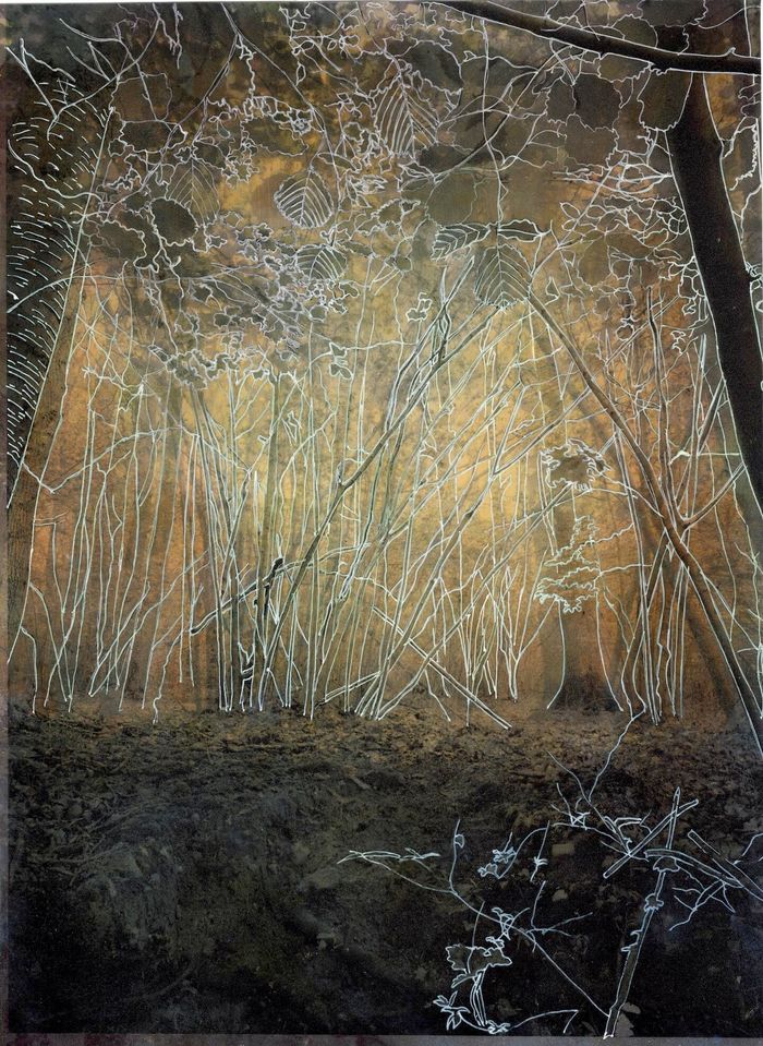 Les Vibrations de la forêt #9 by Gaëlle Cueff