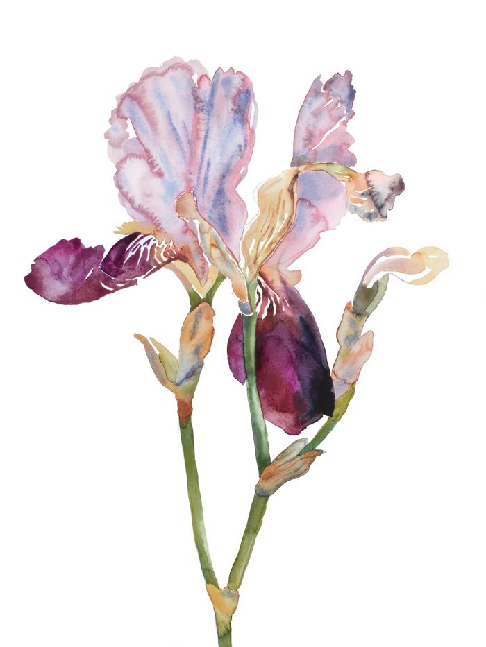 Iris No. 198 von Elizabeth Becker