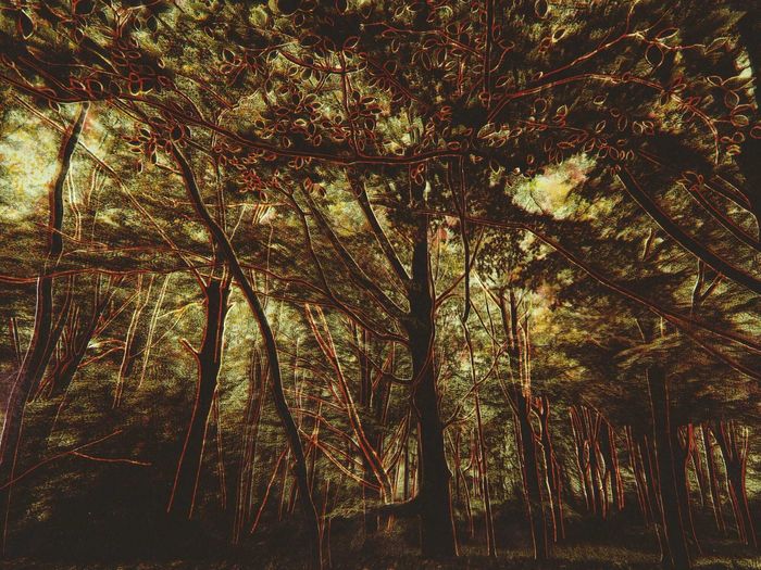 Les Vibrations de la forêt #34 by Gaëlle Cueff