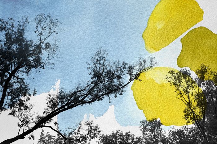 Adonien par Jérôme Pergolesi