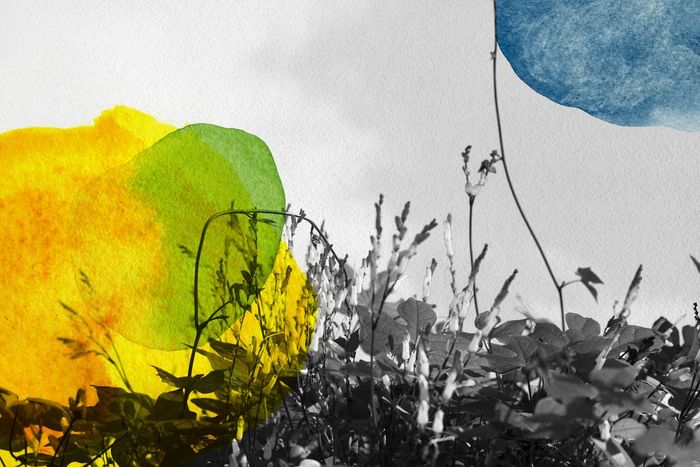 Volero et Libera von Jérôme Pergolesi