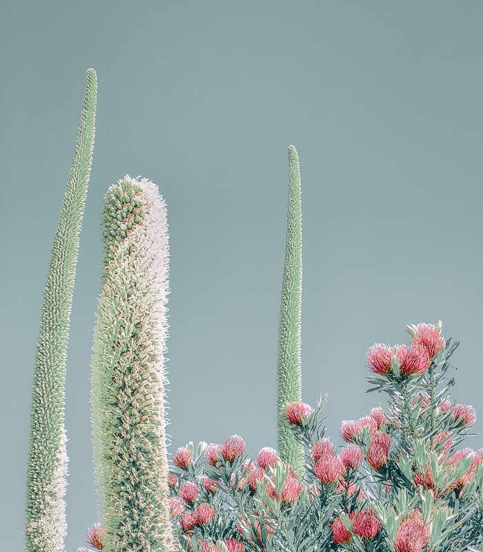 I Planted A Garden For You by Kristin Hart