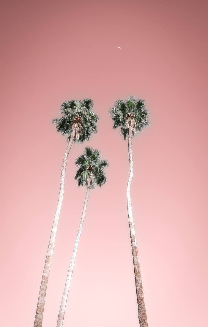 Palms, Dusty Rose by Kristin Hart