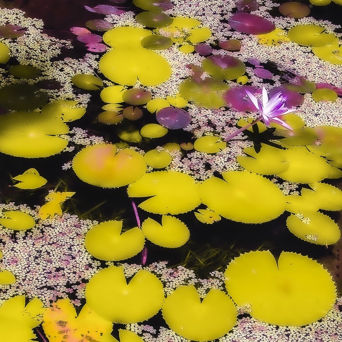 Mood Story, Chartreuse par Kristin Hart