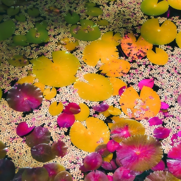 Mood Story, Fuchsia par Kristin Hart