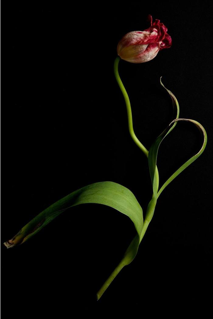 Tulipa Solo #10. 1 of 10 Limited Edition. by Ian Hoskin