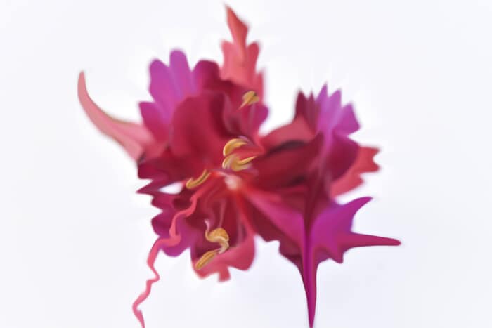 Dreamed flower  by Françoise Chadelas