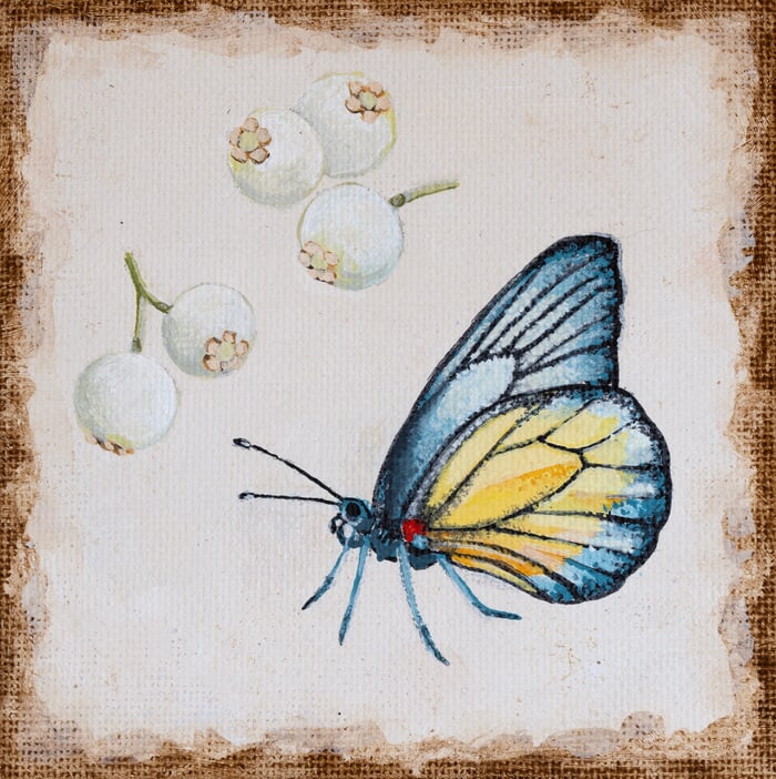 Prioneris philonome by Sarah Goldbart