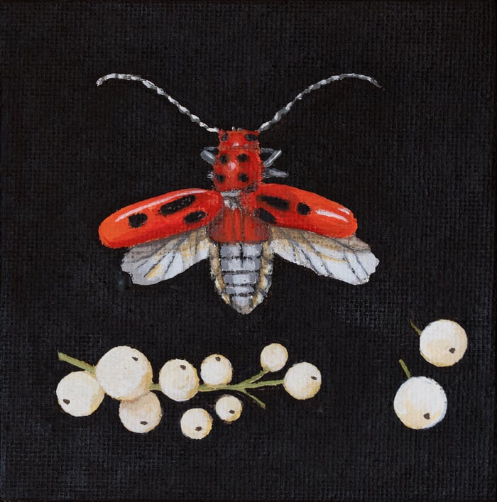 Tetraopes tetrophthalmus by Sarah Goldbart