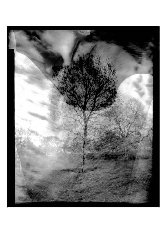 Tree With Tinsel. Limited Edition 1 of 10. par Ian Hoskin