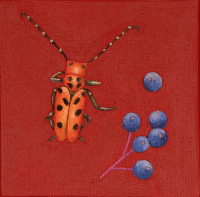 Tetraopes tetrophthalmus by Sarah Goldbart