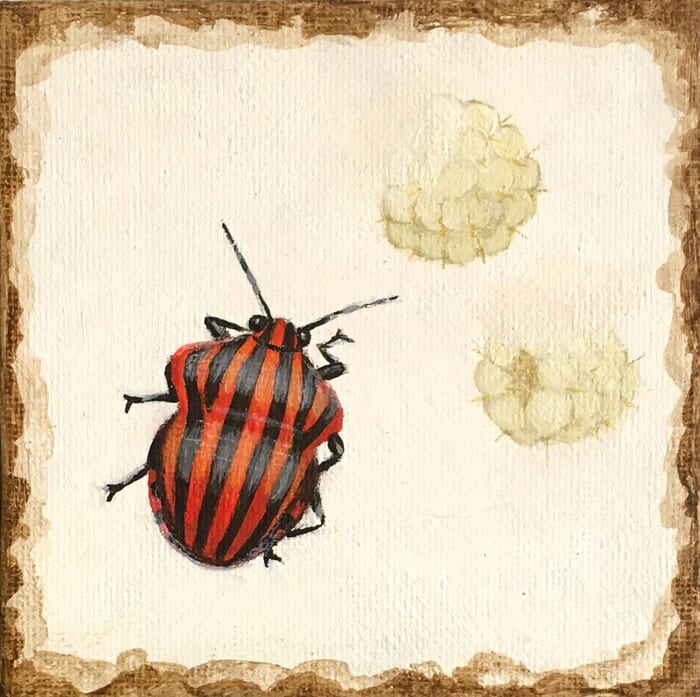 Graphosoma italicum by Sarah Goldbart
