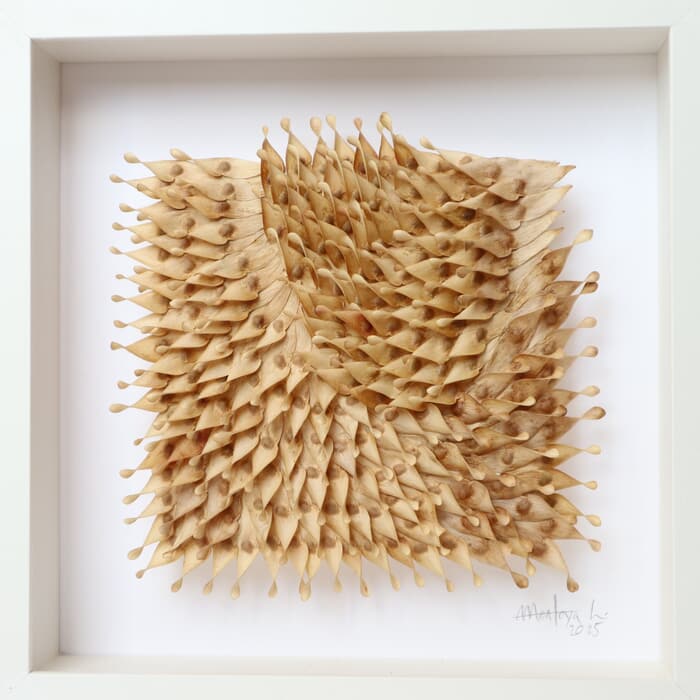 Ailante by Ana Montoya