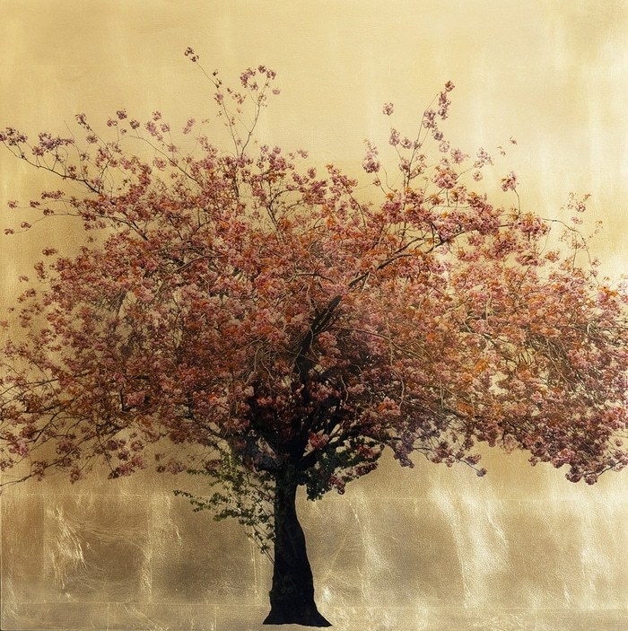 Prunus Serrulata VIII by Robert Pereira Hind