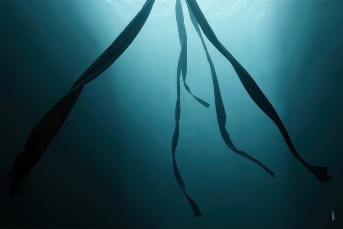 Leshi by PILORO aka Pier Louis Robert