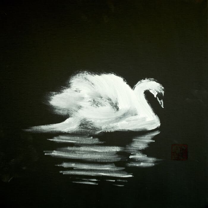 swan in black water von Péchane