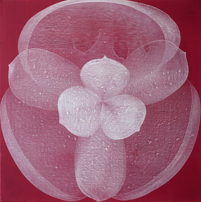 Magnolia by Jitka Anlaufova