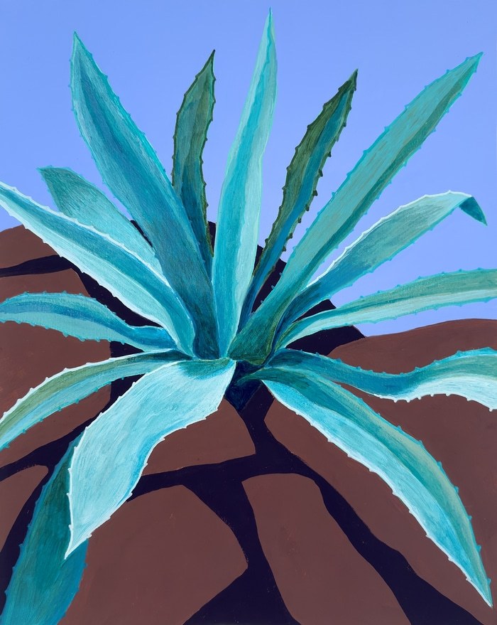 Century Plant on the Rocks by Michael Pfleghaar