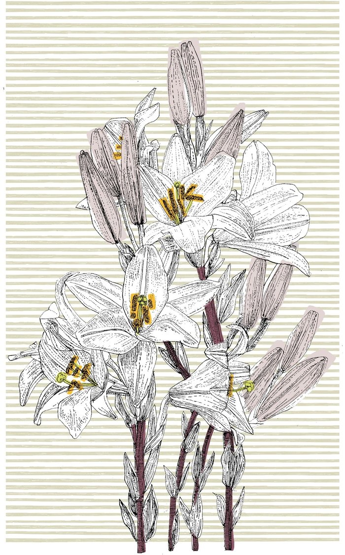 Italian Lily  by Clare Halifax