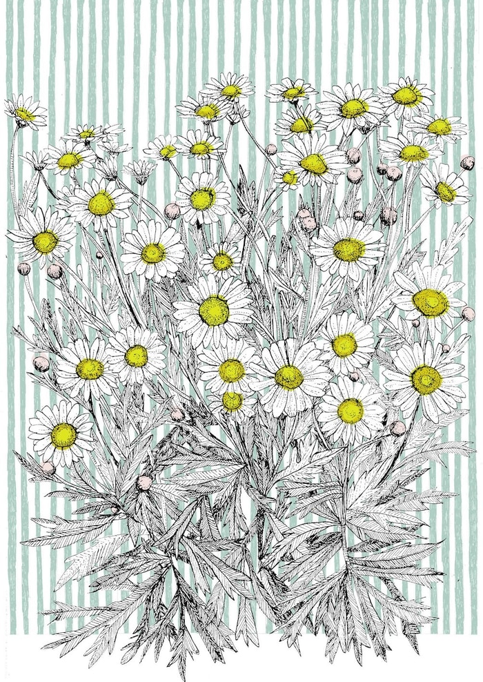 Danish Daisy  by Clare Halifax