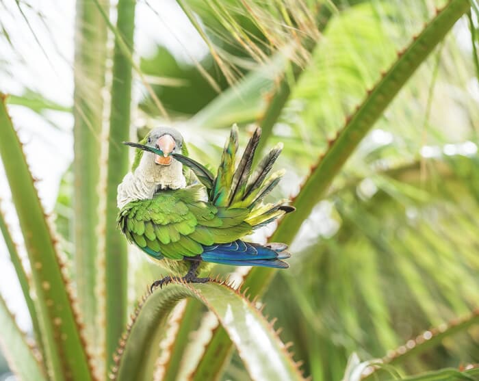 GREEN MONK PARROT von Andrew Lever