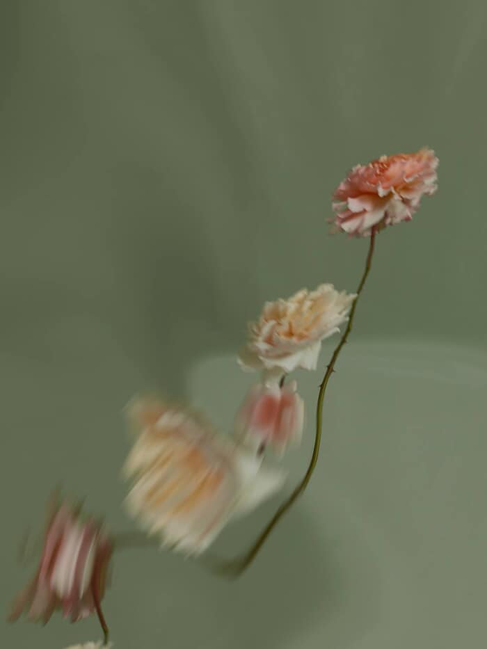 ENGLISH ROSES I by Andrea Zvadova