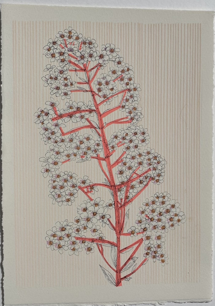 Norwegian Pyramidal Saxifrage  par Clare Halifax