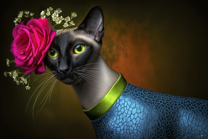 SIAMESE CAT by HOLLY WATT