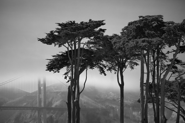 Monterey Pine Composition by Geoffrey Ansel Agrons
