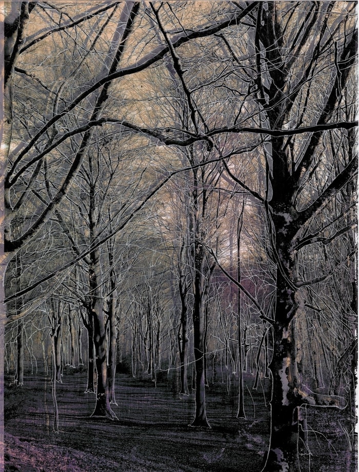 Les Vibrations de la forêt #21 by Gaëlle Cueff