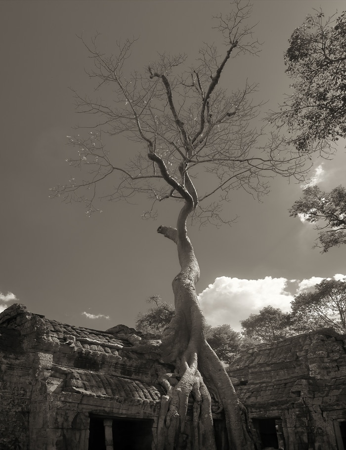 Kodama II (Ta Prohm, Cambodia) by Geoffrey Ansel Agrons