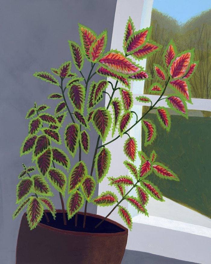 Coleus in Window par Michael Pfleghaar