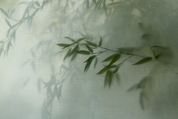 Bamboo par Kimberly Poppe