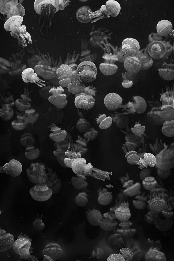 Turn to Stone by Geoffrey Ansel Agrons