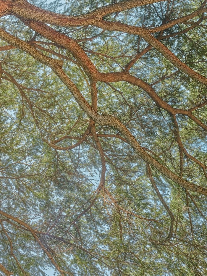 Flying Carpets – Himalayan Cedar par Filippo Brancoli Pantera