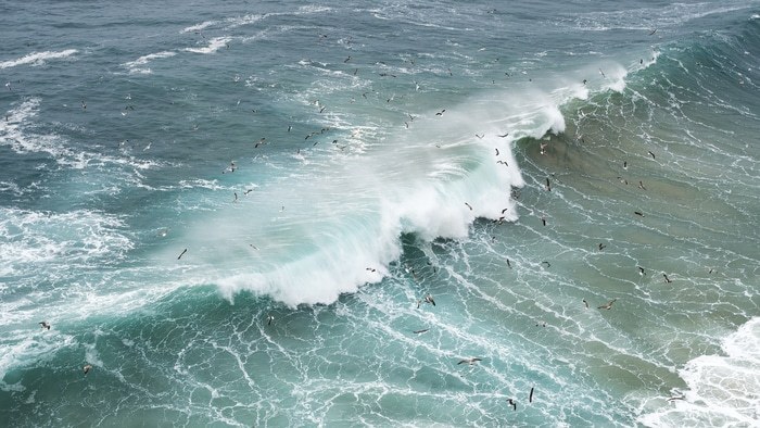 WAVE FLOCK by Andrew Lever