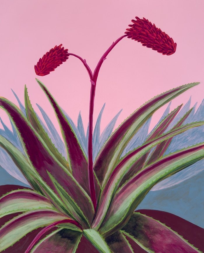 Candelabra Aloe by Michael Pfleghaar